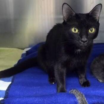 Snacks -  Domestic Short Hair Cat for Adoption in Worcester, Massachusetts - Snacks | PetCurious