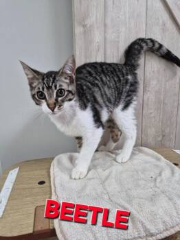 Domestic Short Hair Cats Available for Adoption in Rome, Georgia - Beetle | PetCurious