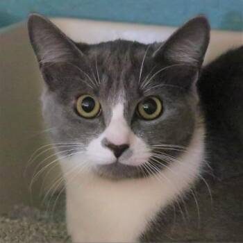 Domestic Short Hair Cats Available for Adoption in Sarasota, Florida - Bootsie | PetCurious