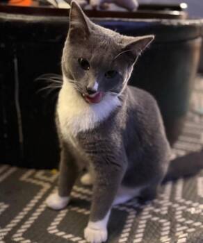 Domestic Short Hair Cats Available for Adoption - Todd | PetCurious