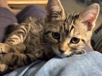 Tuna -  Domestic Short Hair Cat for Adoption in Vancouver, Washington - Tuna | PetCurious
