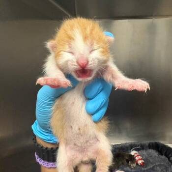 Woodstock -  Domestic Short Hair Cat for Adoption in West Palm Beach, Florida - Woodstock | PetCurious