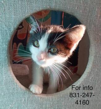 Jaka -  Domestic Short Hair Cat for Adoption in Santa Cruz, California - Jaka | PetCurious