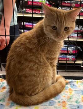 Rescue Domestic Short Hair Cats for Adoption in Cumming, Georgia - Pringle | PetCurious