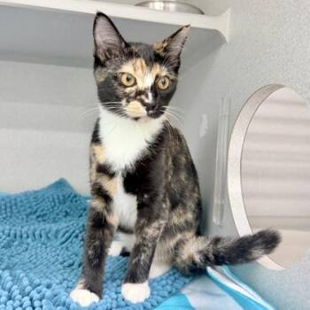Earth -  Domestic Short Hair Cat for Adoption in Atlanta, Georgia - Earth | PetCurious