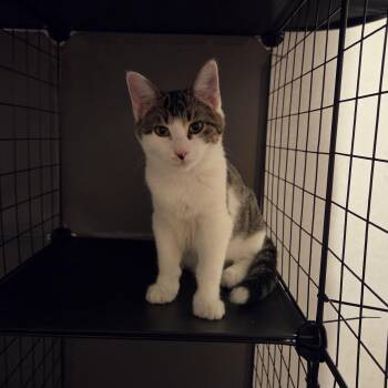 Dove -  Domestic Short Hair Cat for Adoption in Atglen, Pennsylvania - Dove | PetCurious
