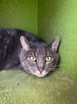 Domestic Short Hair Cats Available for Adoption - Grayson - Sponsored By Benita Ficarra | PetCurious