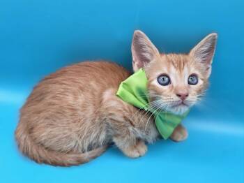 Milo -  Domestic Short Hair and Tabby Cat for Adoption in Magnolia Springs, Alabama - Milo | PetCurious