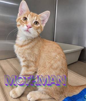 Mothman -  Domestic Short Hair Cat for Adoption in Nevada, Iowa - Mothman | PetCurious