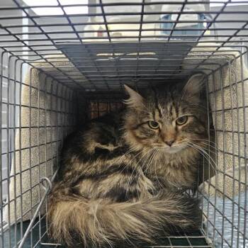 Domestic Medium Hair Cats Available for Adoption - Cheeks | PetCurious