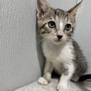 Lydia -  Domestic Short Hair Cat for Adoption in Tampa, Florida - Lydia | PetCurious