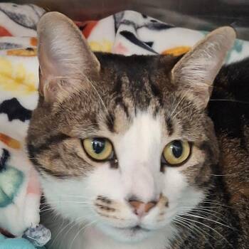 Domestic Short Hair Cats Available for Adoption in Lakeland, Florida - Sky | PetCurious