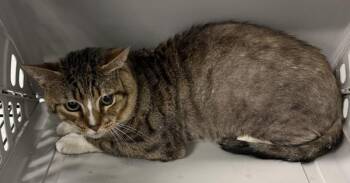 Pen 15 Felix -  Domestic Short Hair Cat for Adoption in Lawrenceville, Georgia - Pen 15 Felix | PetCurious