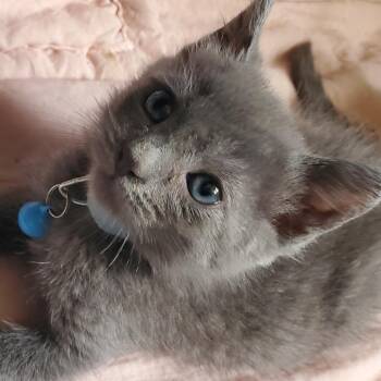Lurch (green) -  Domestic Medium Hair and Domestic Short Hair Cat for Adoption in Inman, South Carolina - Lurch (green) | PetCurious