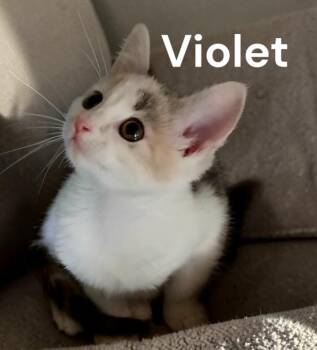 Violet -  Dilute Calico Cat for Adoption in Weems, Virginia - Violet | PetCurious