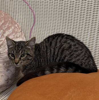 Eazy-E -  Domestic Short Hair Cat for Adoption in Slidell, Louisiana - Eazy-E | PetCurious