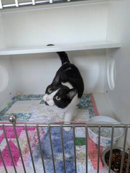 Domestic Short Hair Cats Available for Adoption - Bugsy | PetCurious