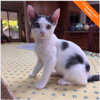Luna Grace -  Domestic Short Hair Cat for Adoption in Pleasant Hill, California - Luna Grace | PetCurious