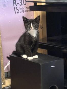 Edmund Br -  Domestic Short Hair Cat for Adoption in West Peoria, Illinois - Edmund Br | PetCurious
