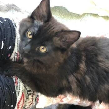 Bear Cub One -  Domestic Medium Hair and Tabby Cat for Adoption in Eagle Point, Oregon - Bear Cub One | PetCurious