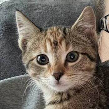 Domestic Short Hair Cats Available for Adoption - Kitsune | PetCurious