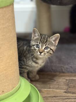 Rescue Tabby and Domestic Short Hair Cats for Adoption in Charlotte, North Carolina - Cranberry | PetCurious