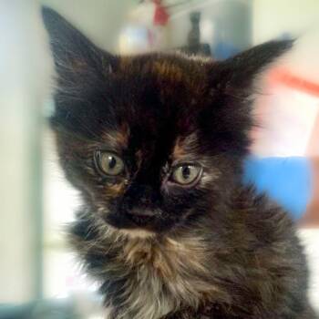 Hermione -  Domestic Medium Hair Cat for Adoption in Chapel Hill, North Carolina - Hermione | PetCurious