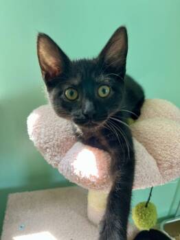 Wednesday -  Domestic Short Hair Cat for Adoption in Emerald Isle, North Carolina - Wednesday | PetCurious