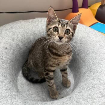 Aiko 28599 -  Domestic Short Hair Cat for Adoption in Middleburg, Florida - Aiko 28599 | PetCurious