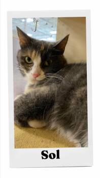 Sol -  Domestic Short Hair Cat for Adoption in Caistor Centre, Ontario - Sol | PetCurious