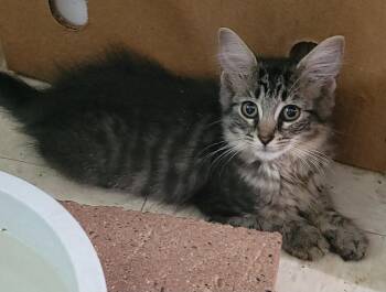 Rescue Domestic Long Hair Cats for Adoption in Harrison, Michigan - Nevada | PetCurious