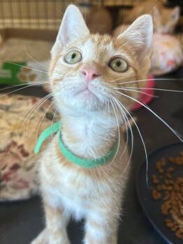 Rescue Domestic Short Hair Cats for Adoption in Bryan, Texas - Marmalade | PetCurious