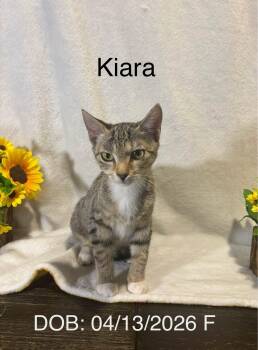 Kiara -  Domestic Short Hair Cat for Adoption in Magnolia, Texas - Kiara | PetCurious