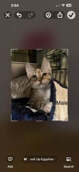 Cosmo -  Domestic Short Hair Cat for Adoption in Sneads Ferry, North Carolina - Cosmo | PetCurious