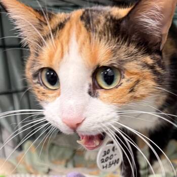 Hermionie -  Domestic Short Hair Cat for Adoption in Normal, Illinois - Hermionie | PetCurious