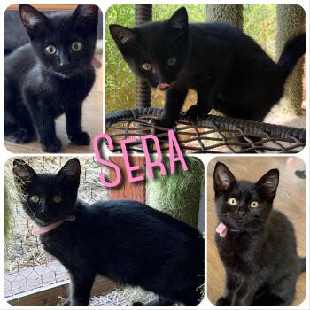 Sera -  Domestic Medium Hair Cat for Adoption in Hollister, California - Sera | PetCurious
