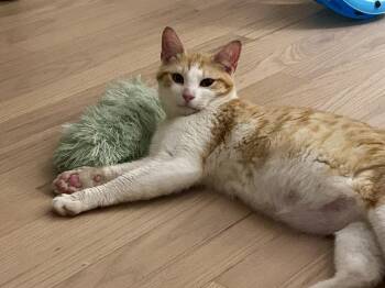 Domestic Short Hair Cats Available for Adoption in Ferndale, Michigan - Lagertha | PetCurious