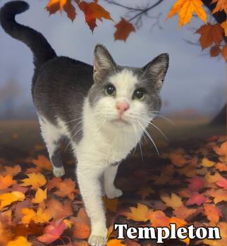 Rescue Domestic Short Hair Cats for Adoption in Central Islip, New York - Templeton Tag #797 | PetCurious