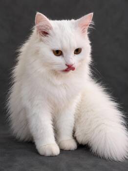 Cotton -  Persian Cat for Adoption in Snow Hill, Maryland - Cotton | PetCurious