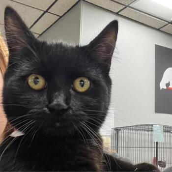 Molly -  Domestic Short Hair Cat for Adoption in Buffalo, New York - Molly | PetCurious