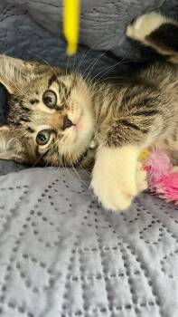 Emma -  Domestic Short Hair Cat for Adoption in North Babylon, New York - Emma | PetCurious