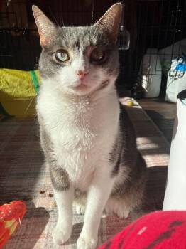 Domestic Short Hair Cats Available for Adoption - Bruce | PetCurious