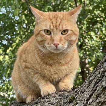 Buddy -  American Shorthair Cat for Adoption in Allen, Texas - Buddy | PetCurious