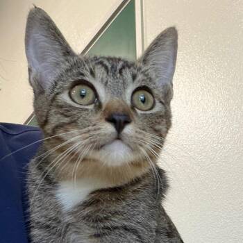 Meatball -  Domestic Short Hair Cat for Adoption in Reno, Nevada - Meatball | PetCurious