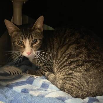 Murphy -  Domestic Short Hair Cat for Adoption in Wheaton, Illinois - Murphy | PetCurious