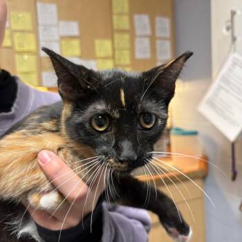 Aurora -  Domestic Short Hair Cat for Adoption in Dekalb, Illinois - Aurora | PetCurious