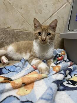 Rescue Domestic Short Hair Cats for Adoption in Hanson, Massachusetts - Begley (Shy At First But Then LOVES Attention!) | PetCurious