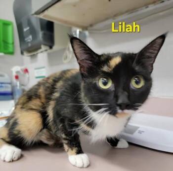 Domestic Medium Hair and Domestic Short Hair Cats Available for Adoption in Fort Worth, Texas - Lilah | PetCurious