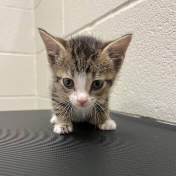 Lady -  Domestic Short Hair Cat for Adoption in Bristol, Indiana - Lady | PetCurious