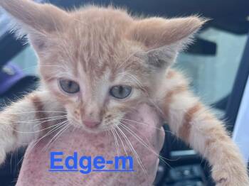 Edge 26 -  Tabby and Domestic Short Hair Cat for Adoption in Brookhaven, Mississippi - Edge 26 | PetCurious
